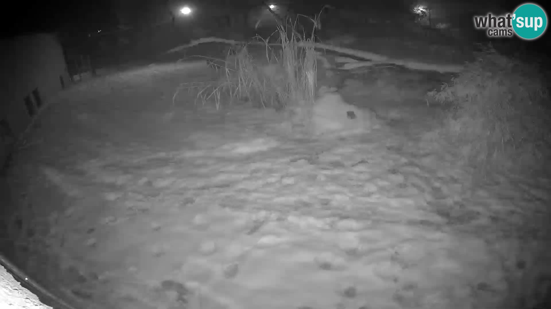 LEON Webcam en vivo en Ljubljana Zoo – Eslovenia