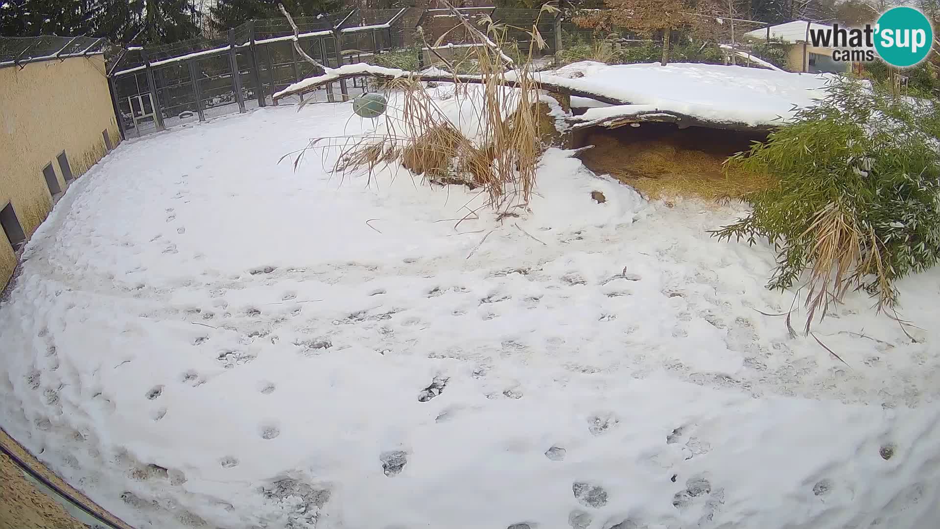 LION live Webcam in Ljubljana Zoo – Slovenia