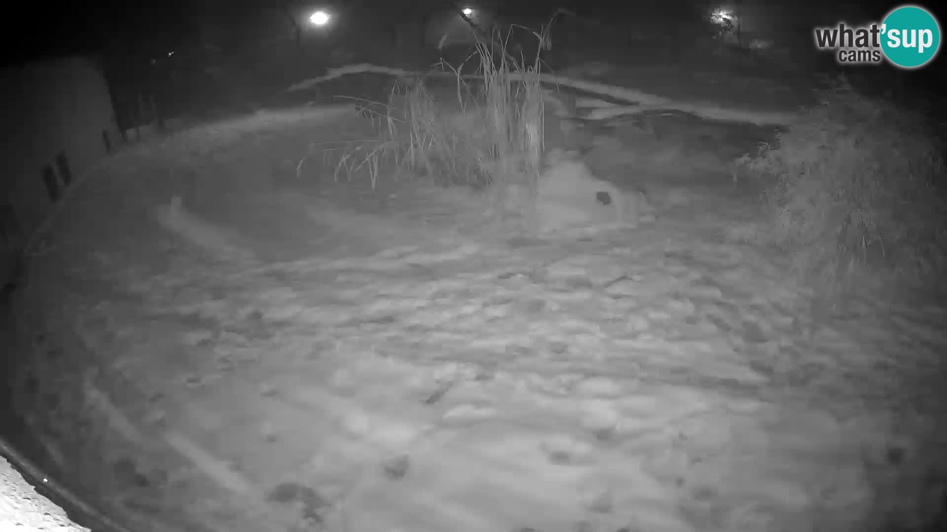 Löwe live Webcam im Zoo von Ljubljana – Slowenien