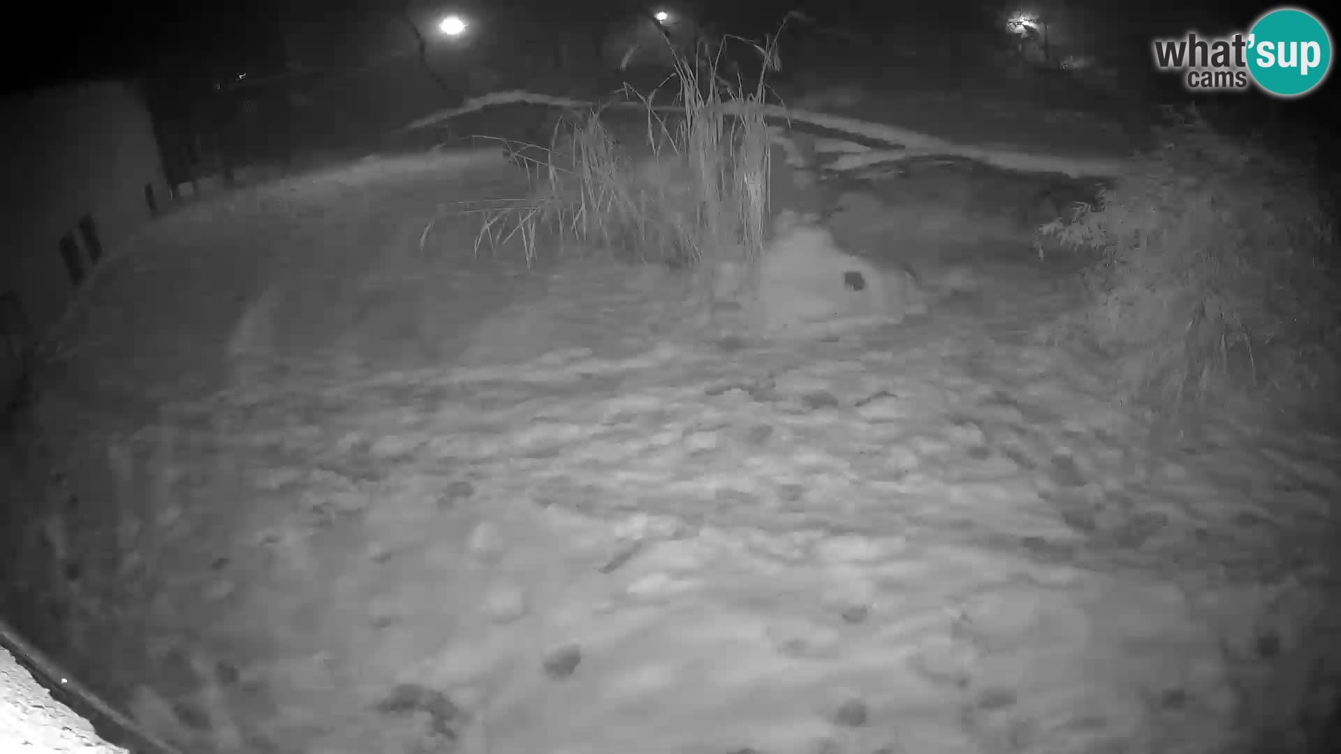 LEVI spletna kamera v živalskem vrtu Ljubljana Zoo