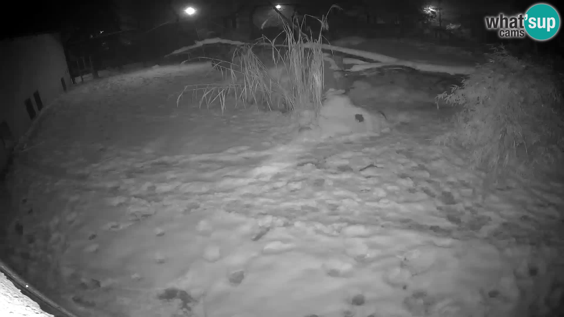 LEON Webcam en vivo en Ljubljana Zoo – Eslovenia