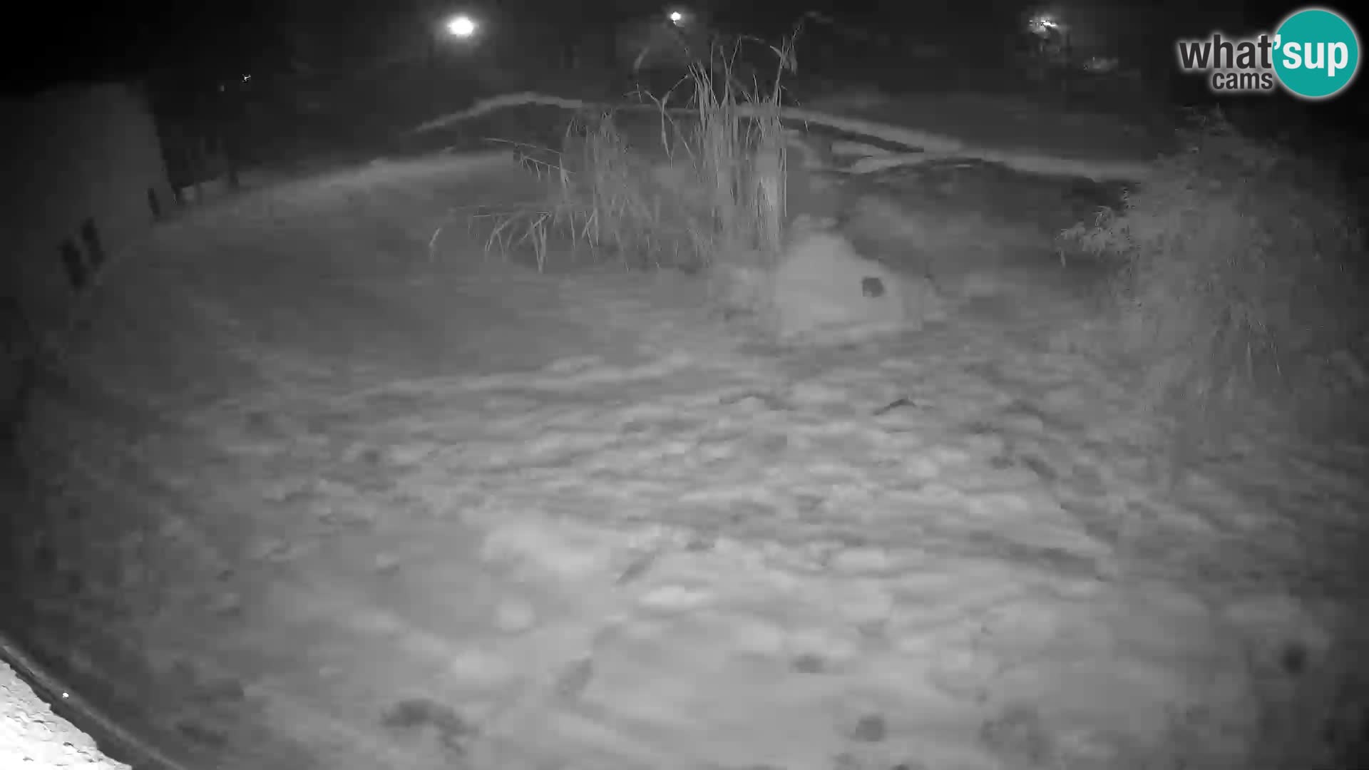 LION webcam en direct du zoo de Ljubljana – Slovénie