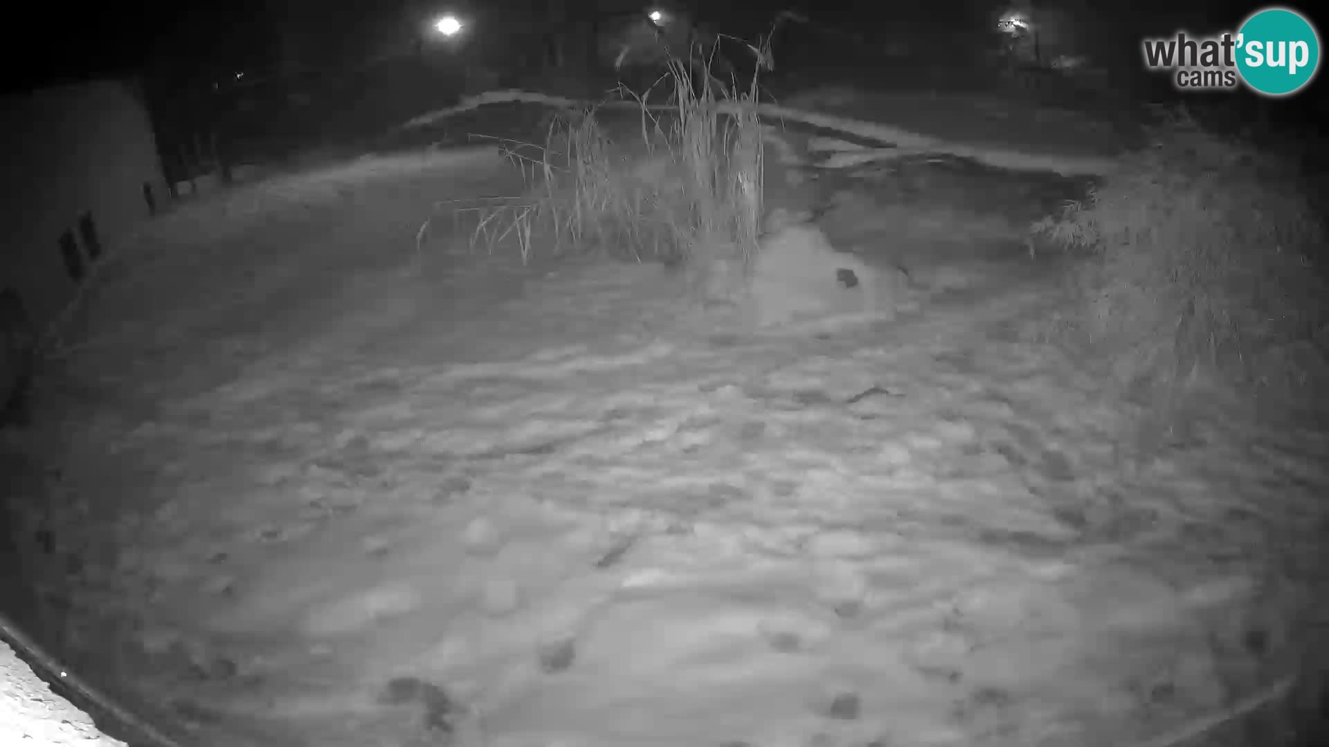 LION webcam en direct du zoo de Ljubljana – Slovénie