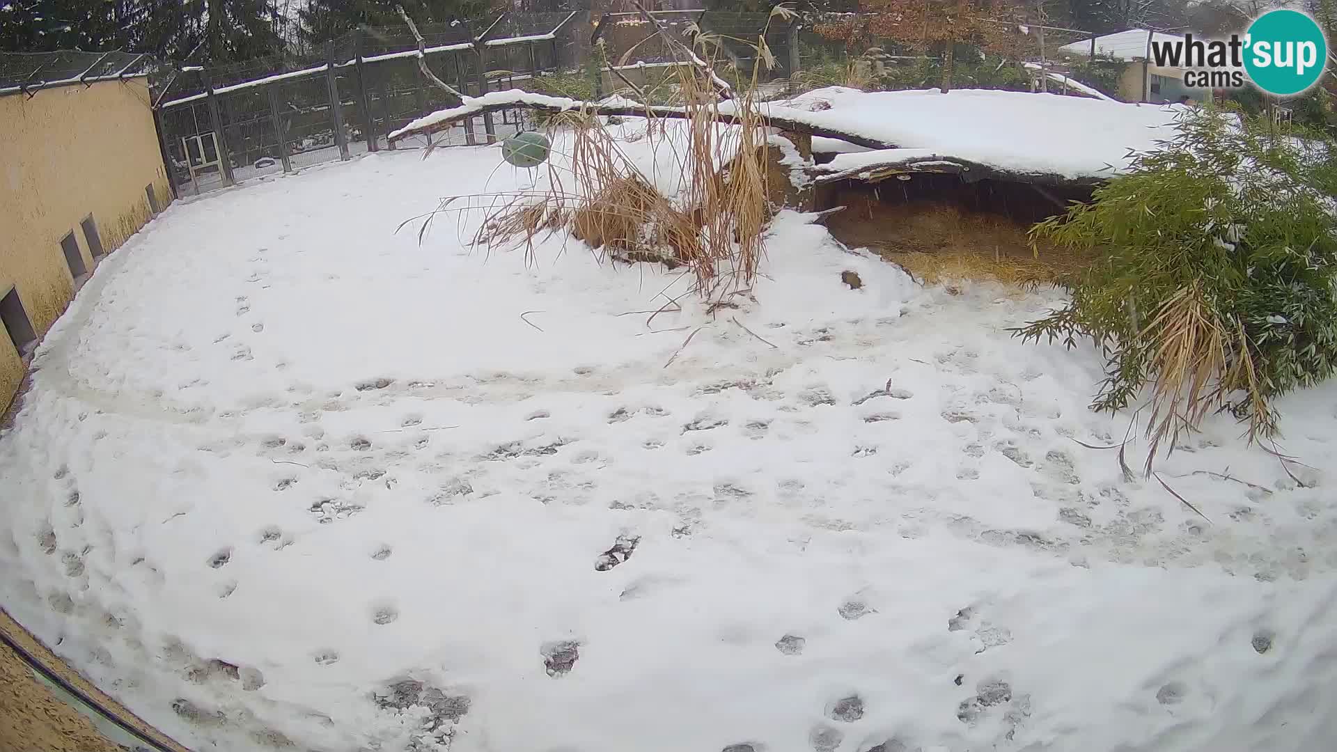 LEONE live Webcam nello zoo di Lubiana – Slovenia