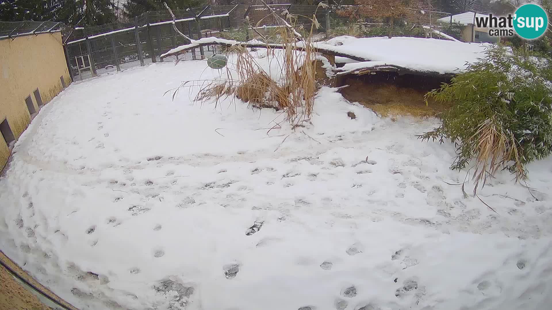 LEON Webcam en vivo en Ljubljana Zoo – Eslovenia