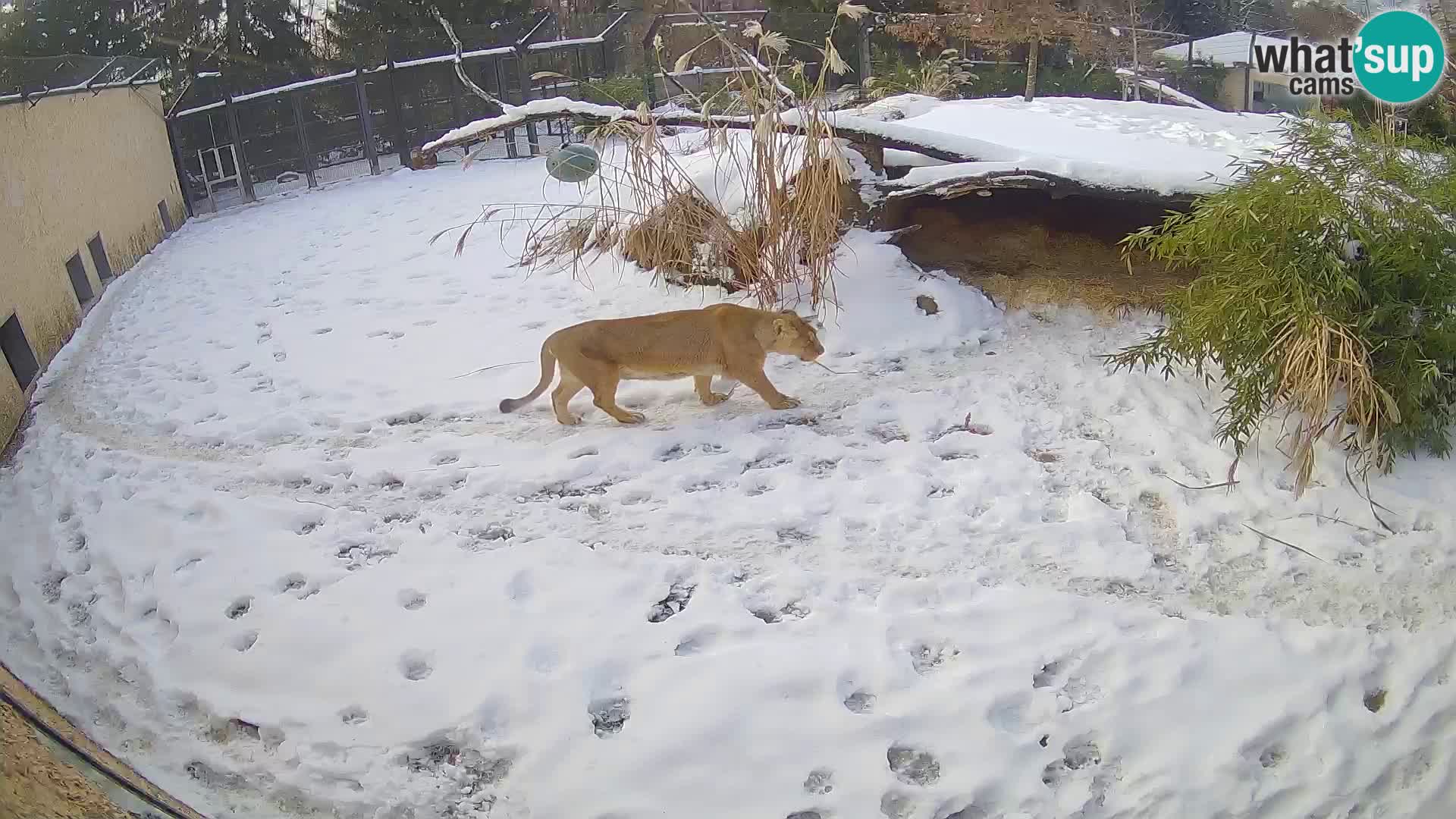 LEON Webcam en vivo en Ljubljana Zoo – Eslovenia