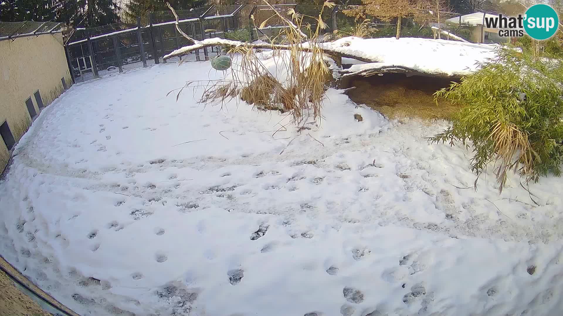 LION live Webcam in Ljubljana Zoo – Slovenia