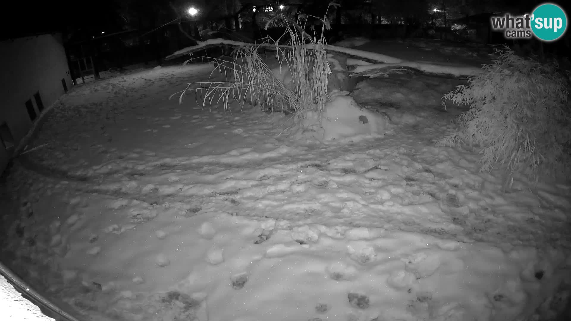 LEONE live Webcam nello zoo di Lubiana – Slovenia