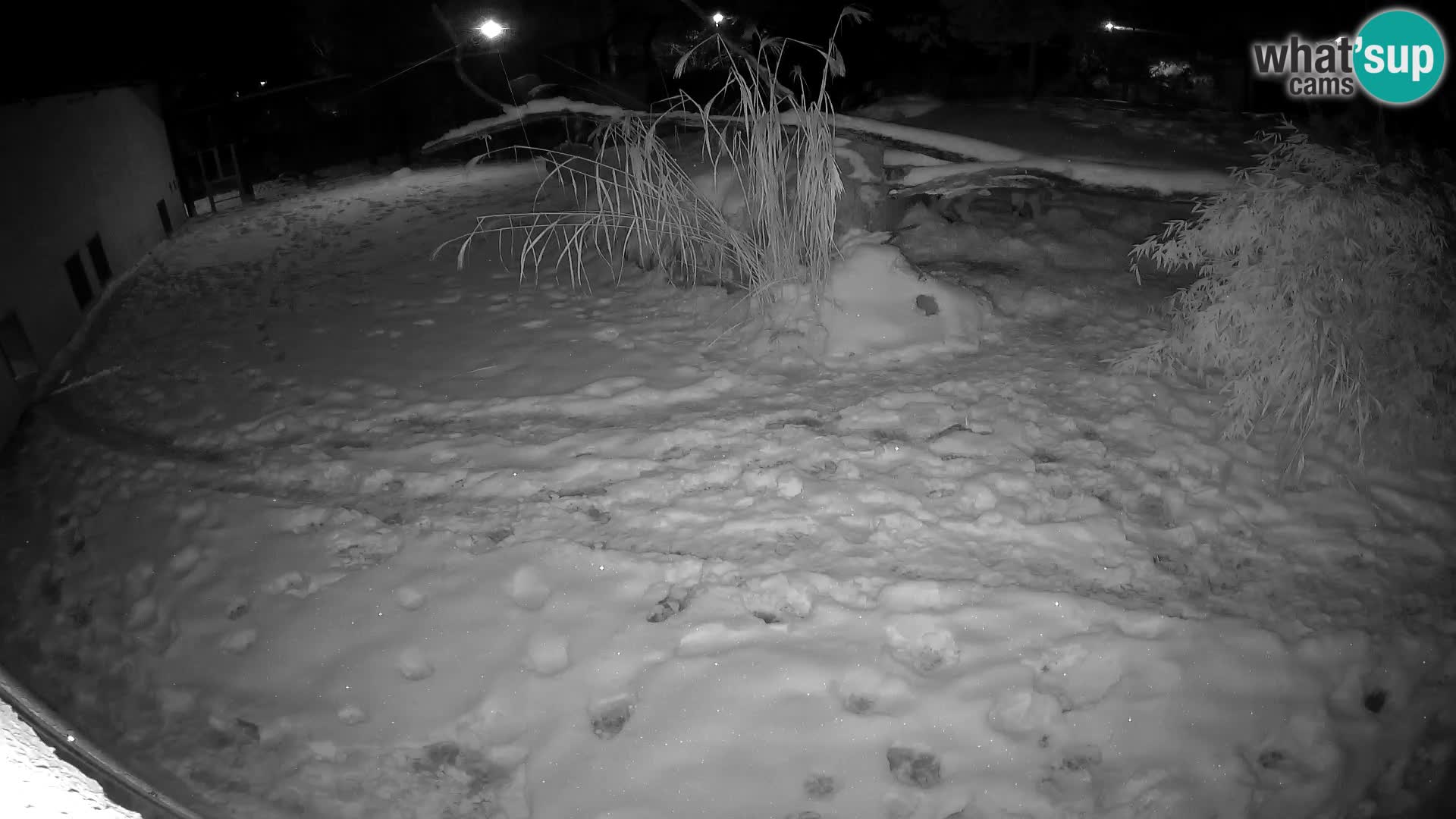 LION webcam en direct du zoo de Ljubljana – Slovénie