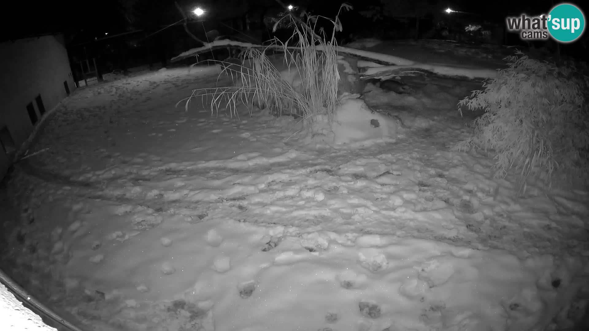 LEON Webcam en vivo en Ljubljana Zoo – Eslovenia