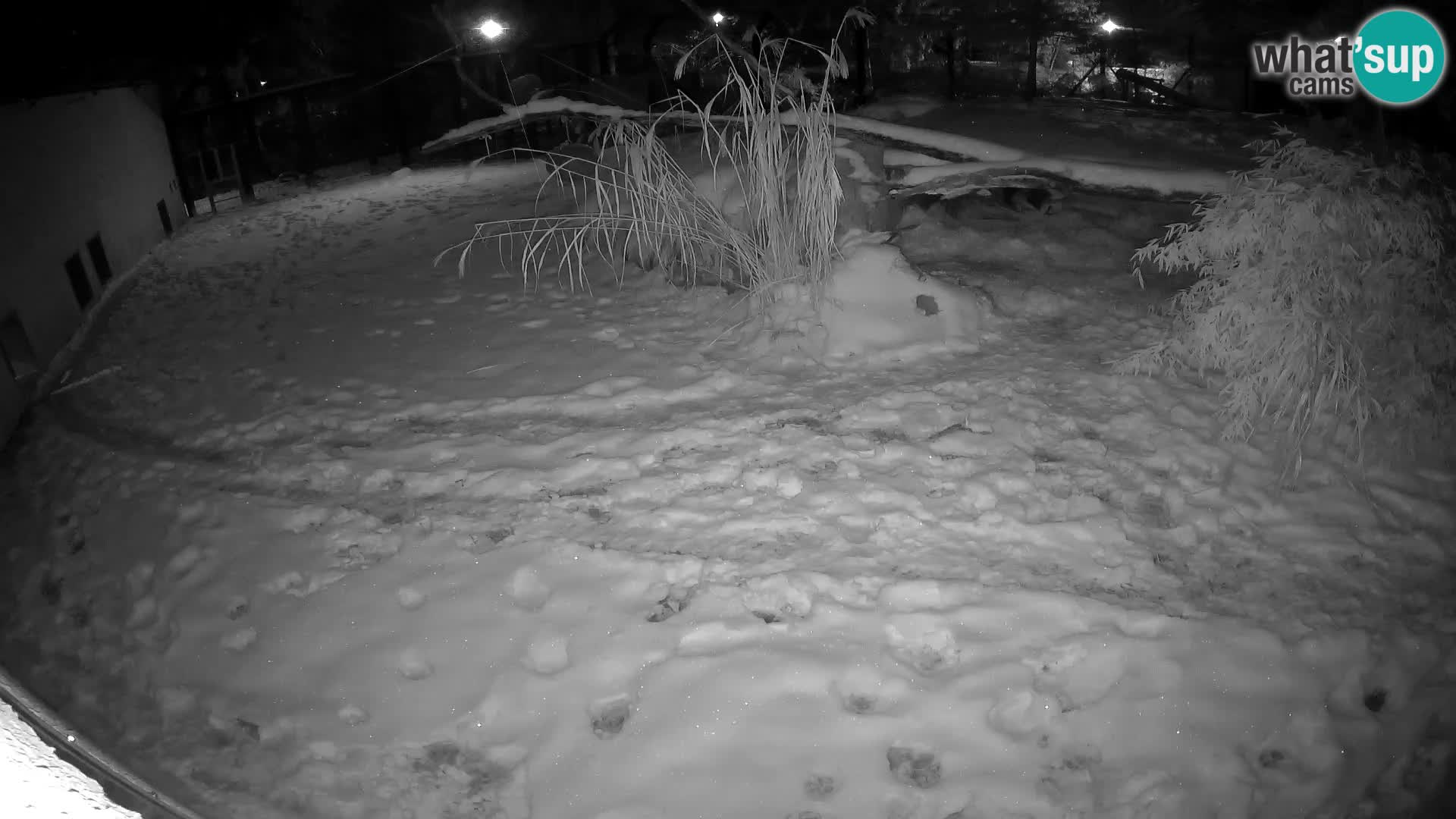 Löwe live Webcam im Zoo von Ljubljana – Slowenien