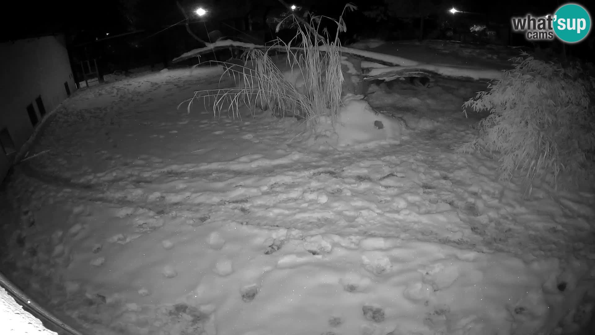 LEONE live Webcam nello zoo di Lubiana – Slovenia