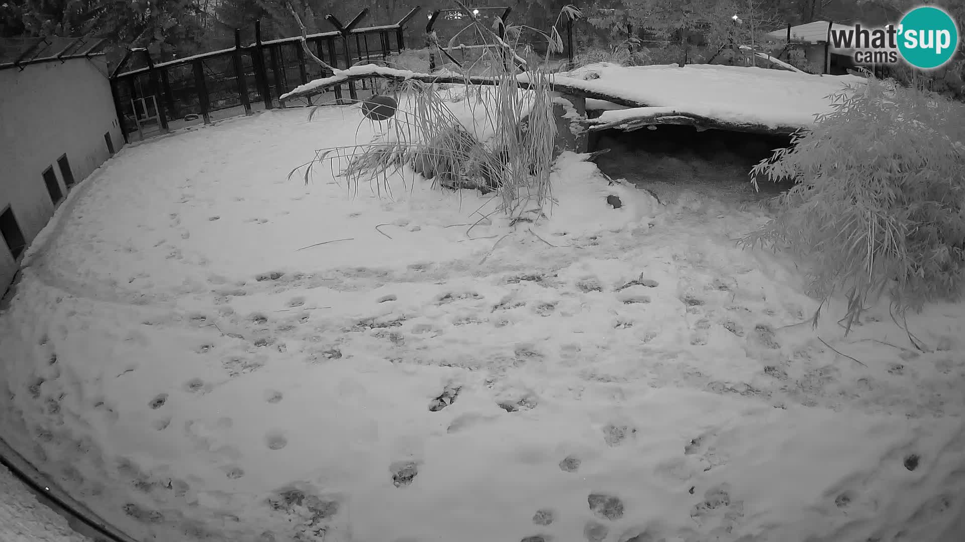 LION live Webcam in Ljubljana Zoo – Slovenia