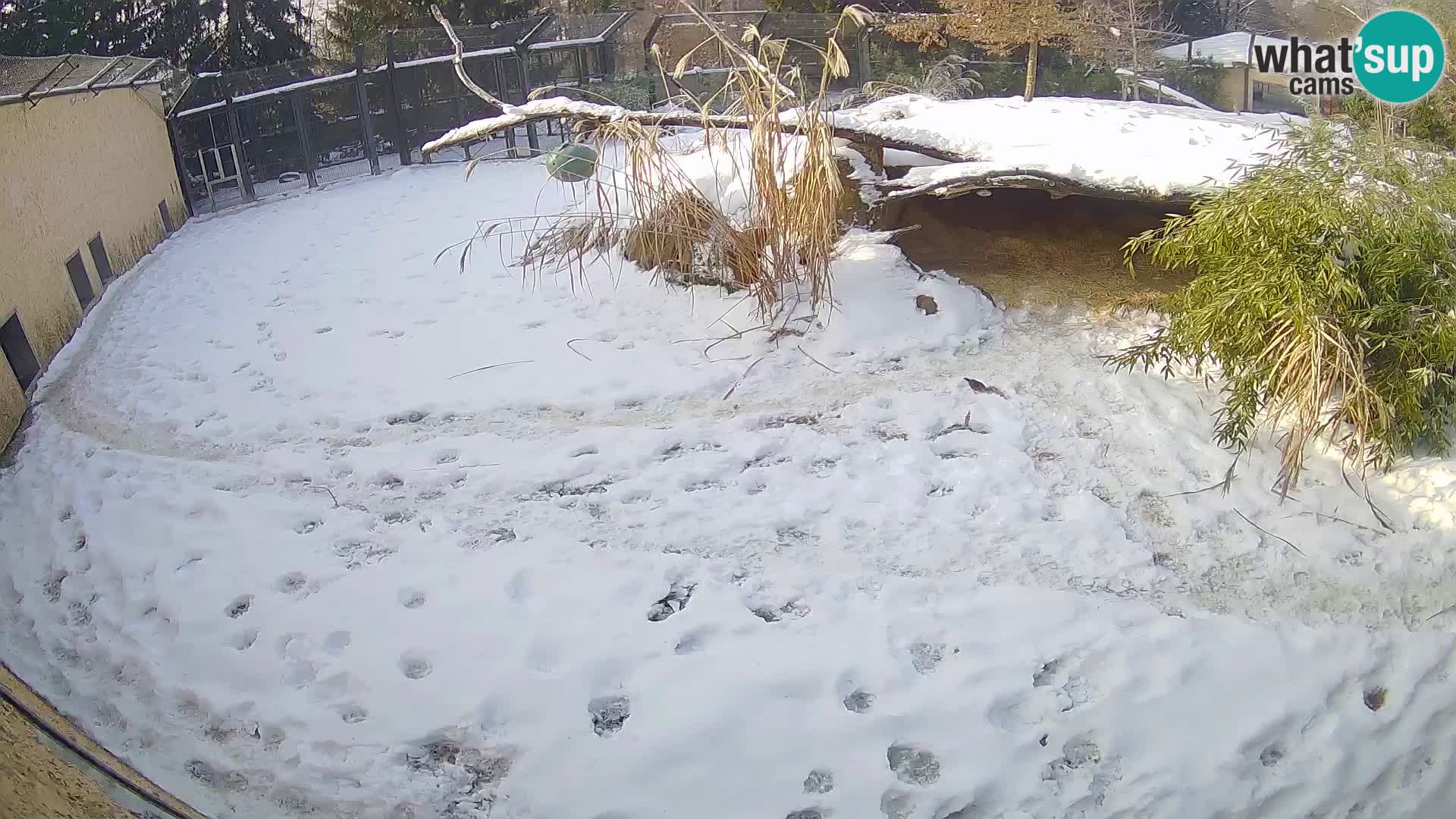 LEON Webcam en vivo en Ljubljana Zoo – Eslovenia