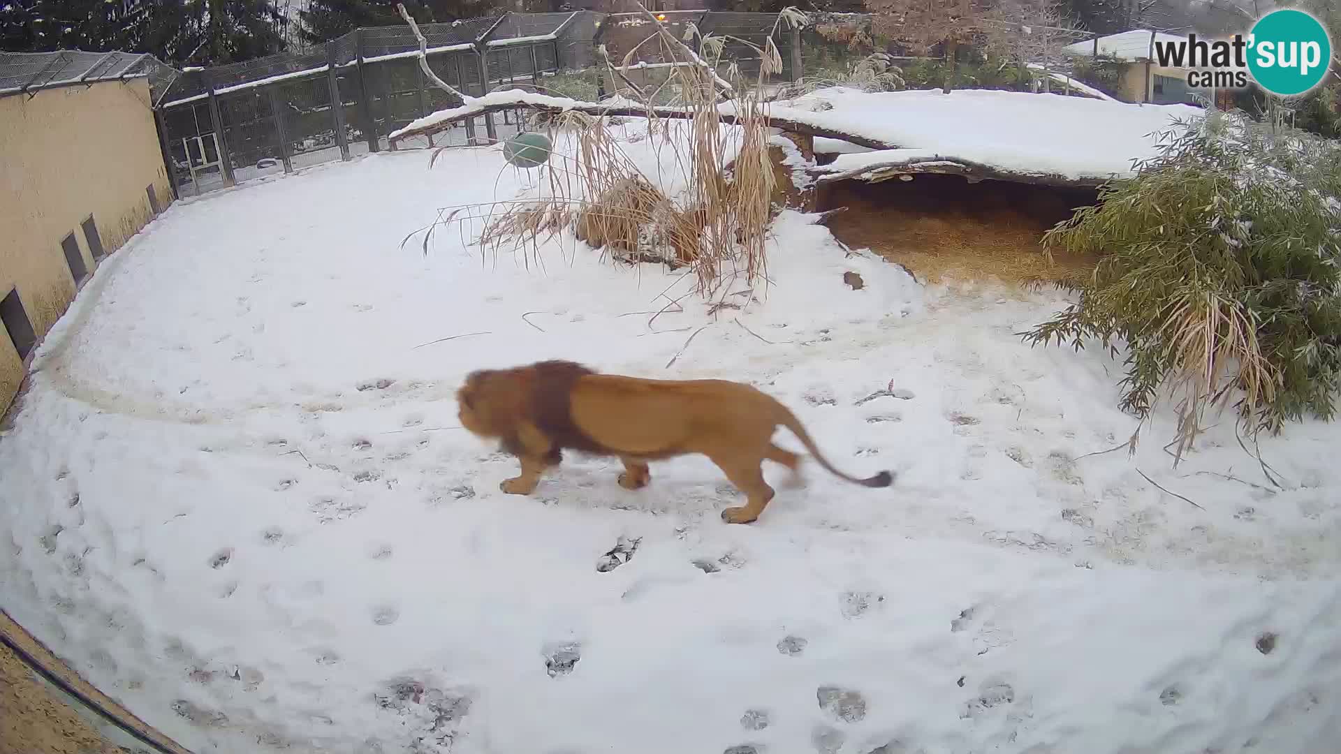 LION live Webcam in Ljubljana Zoo – Slovenia