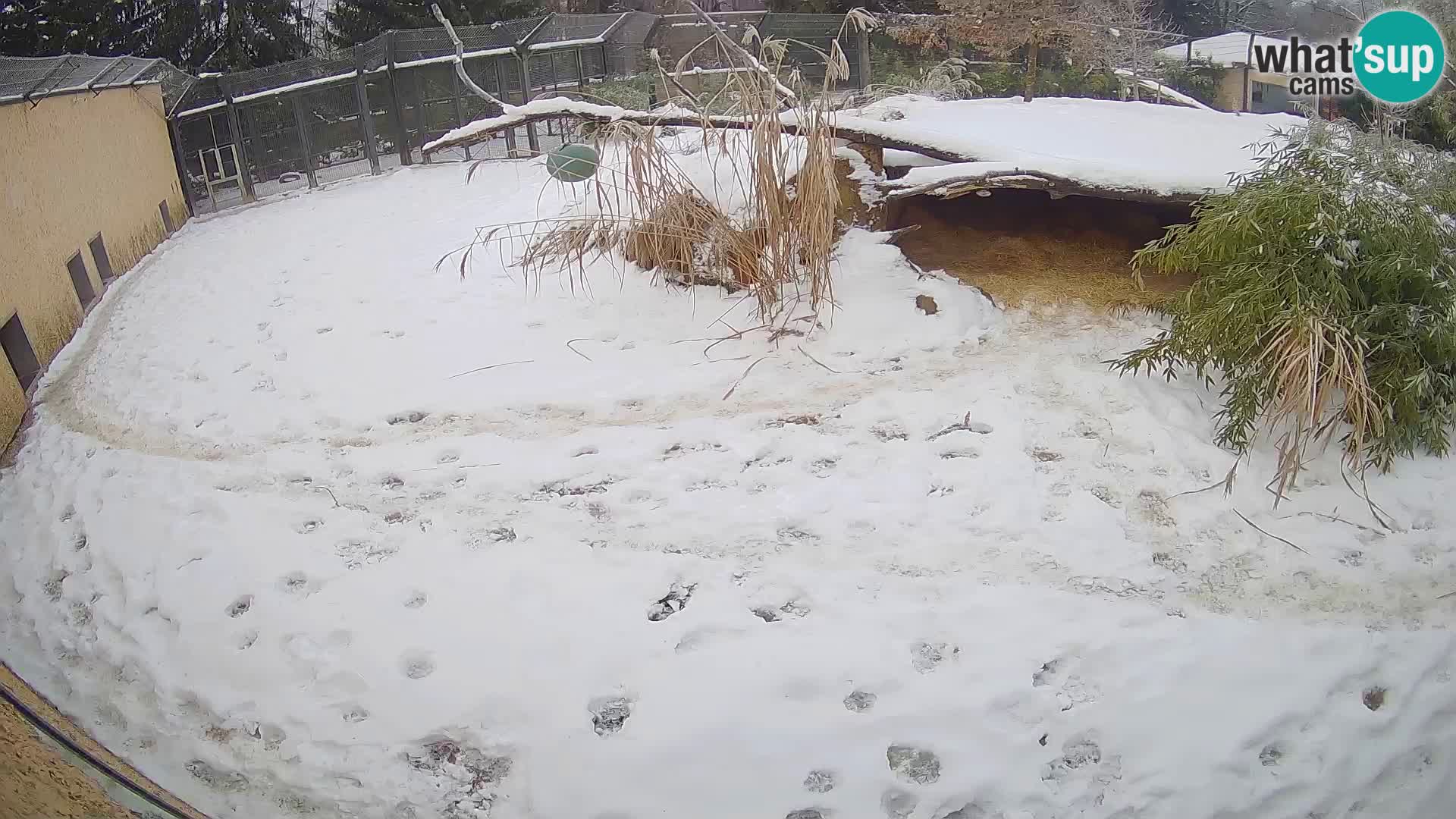 LION webcam en direct du zoo de Ljubljana – Slovénie