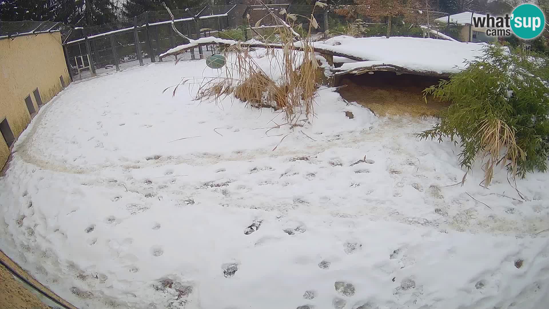 LION live Webcam in Ljubljana Zoo – Slovenia