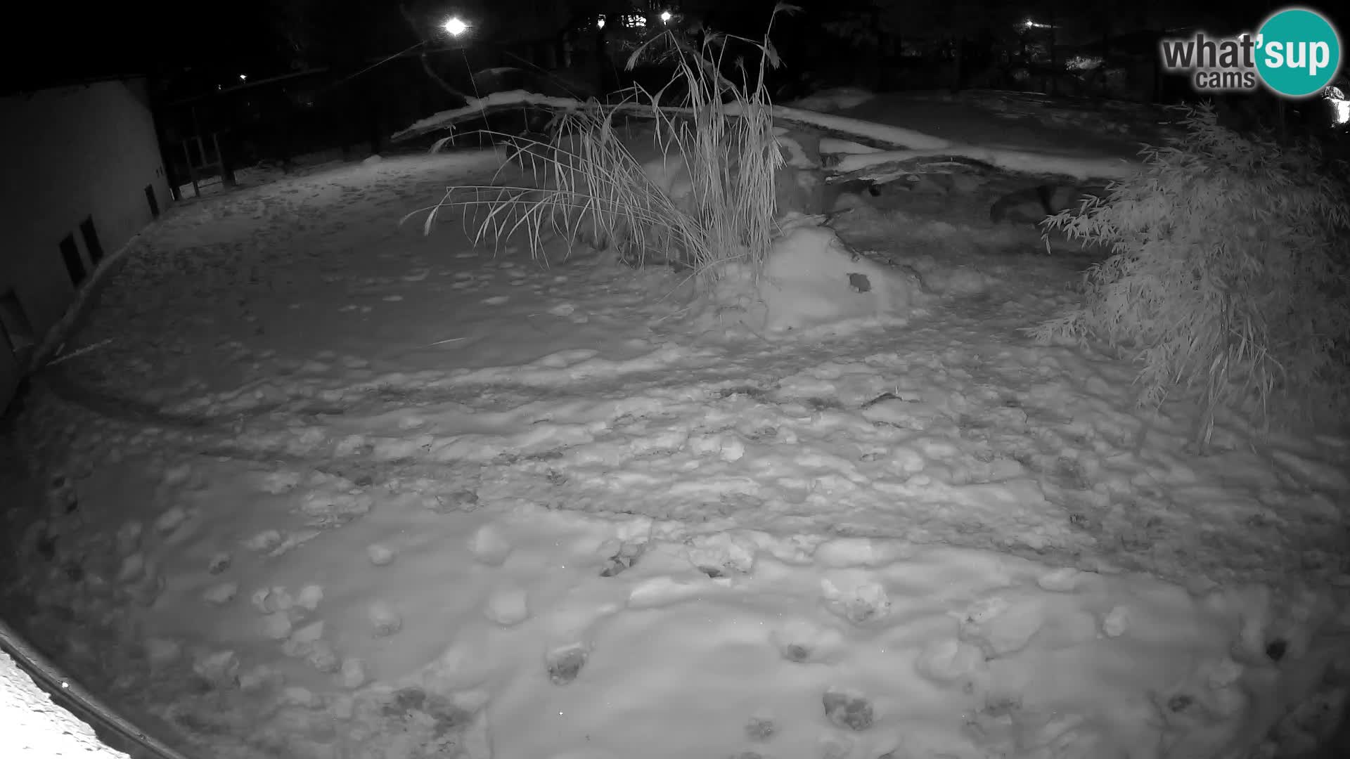 LION live Webcam in Ljubljana Zoo – Slovenia