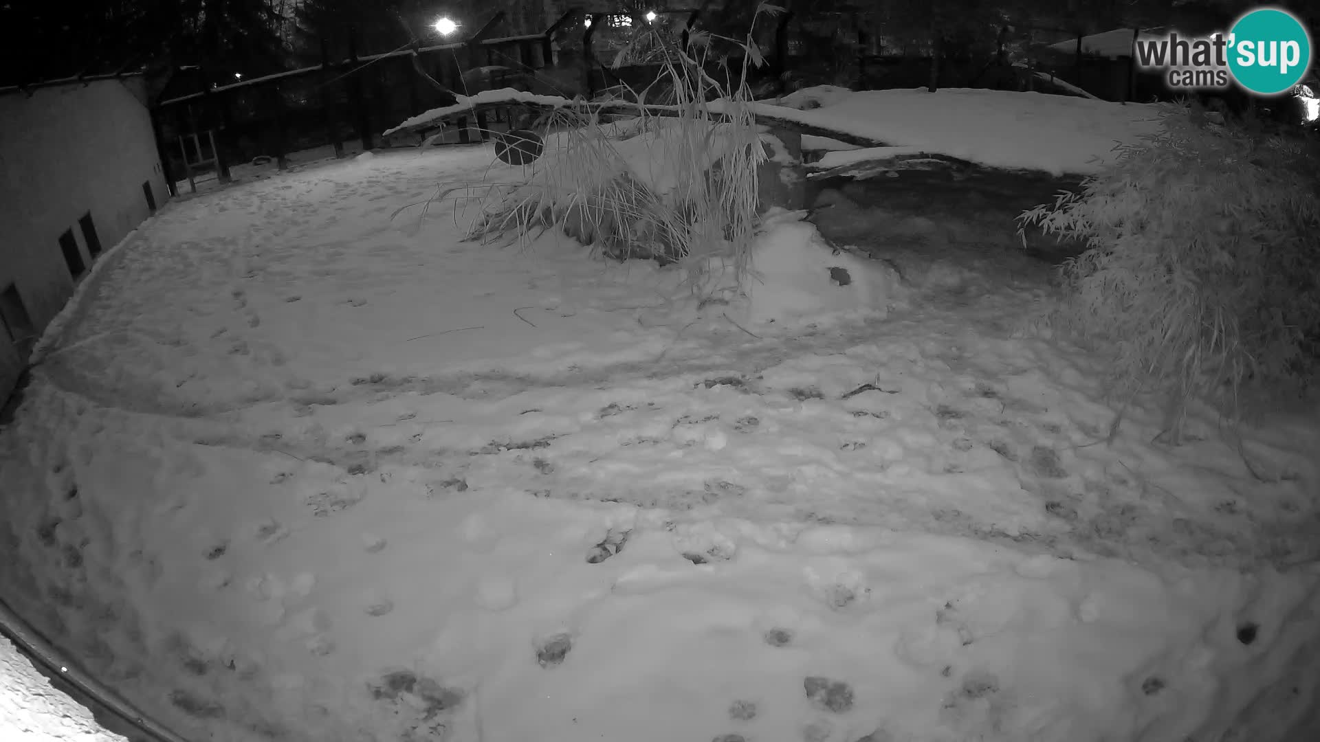 Löwe live Webcam im Zoo von Ljubljana – Slowenien