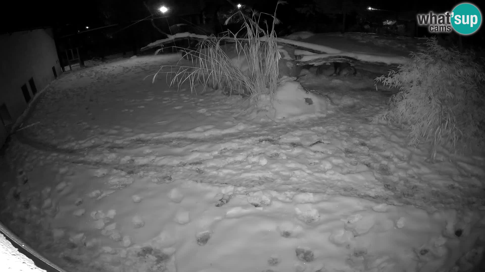 LEON Webcam en vivo en Ljubljana Zoo – Eslovenia