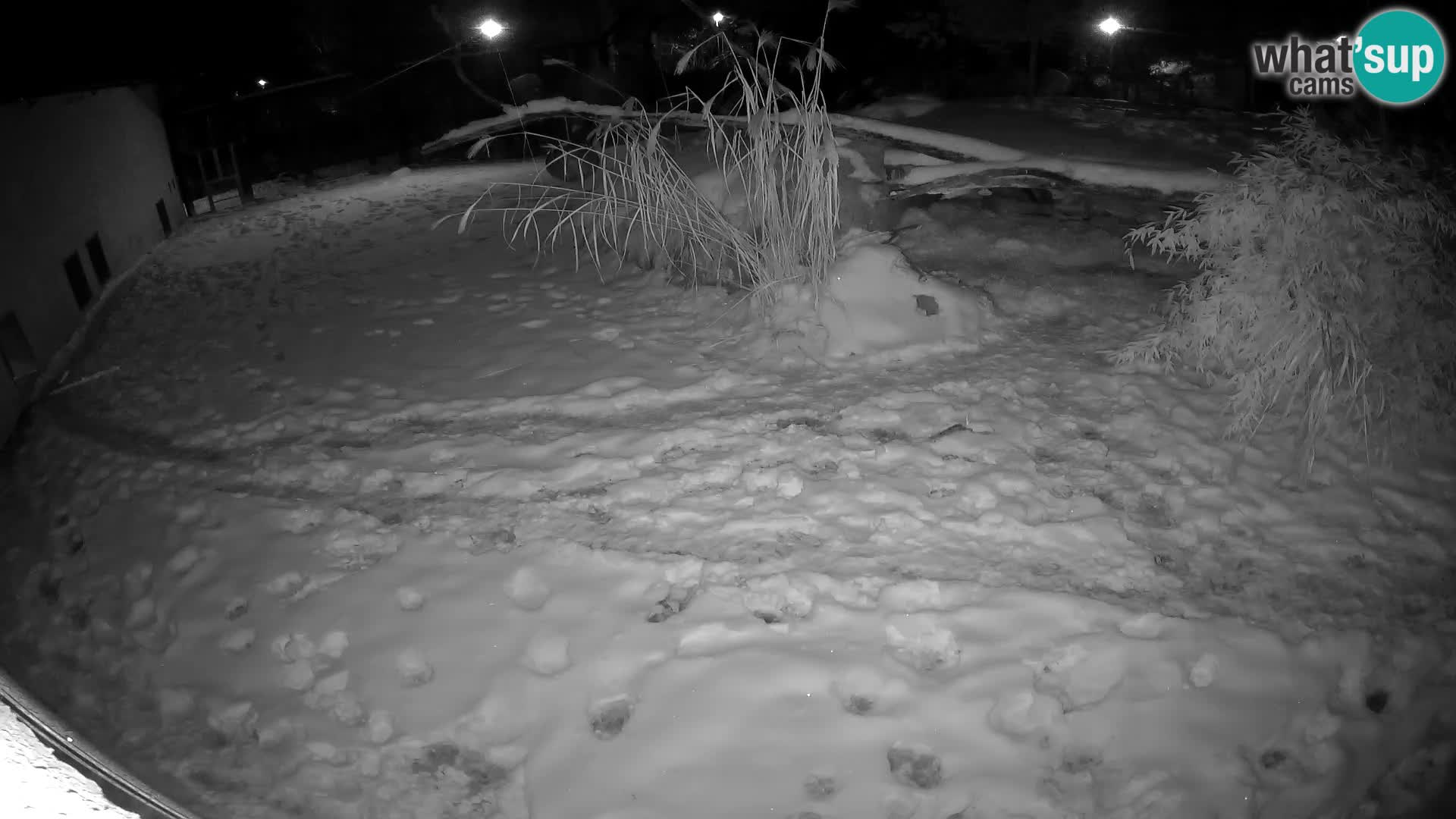 LION webcam en direct du zoo de Ljubljana – Slovénie