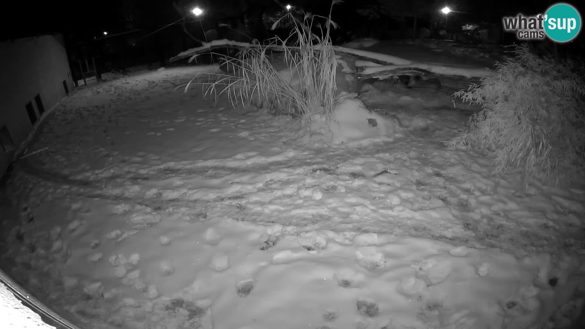 LION live Webcam in Ljubljana Zoo – Slovenia