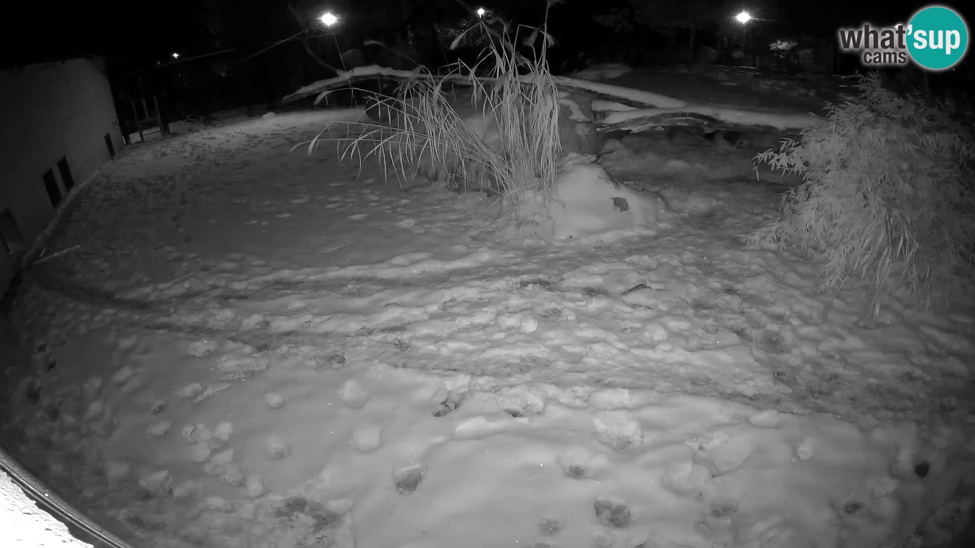 LEON Webcam en vivo en Ljubljana Zoo – Eslovenia