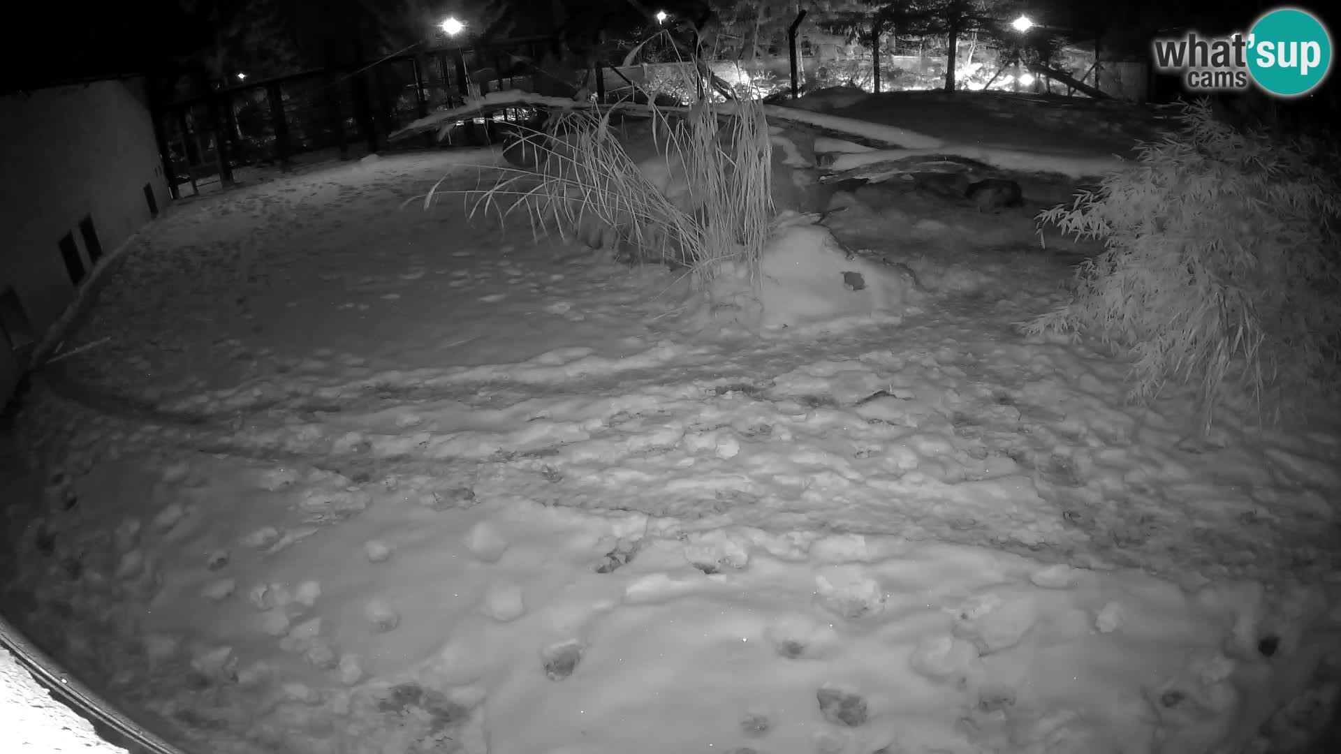 LEONE live Webcam nello zoo di Lubiana – Slovenia