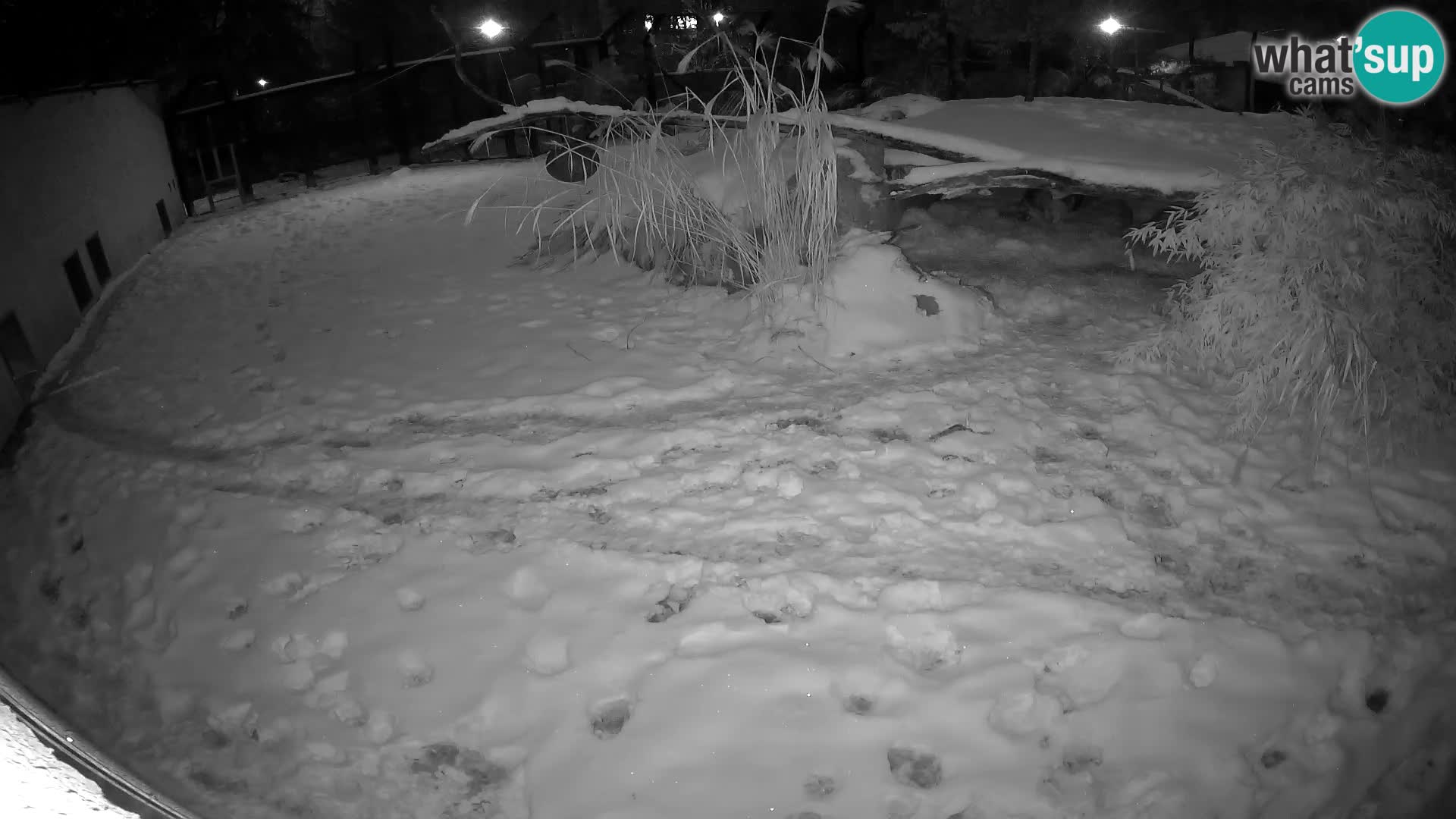 LEONE live Webcam nello zoo di Lubiana – Slovenia