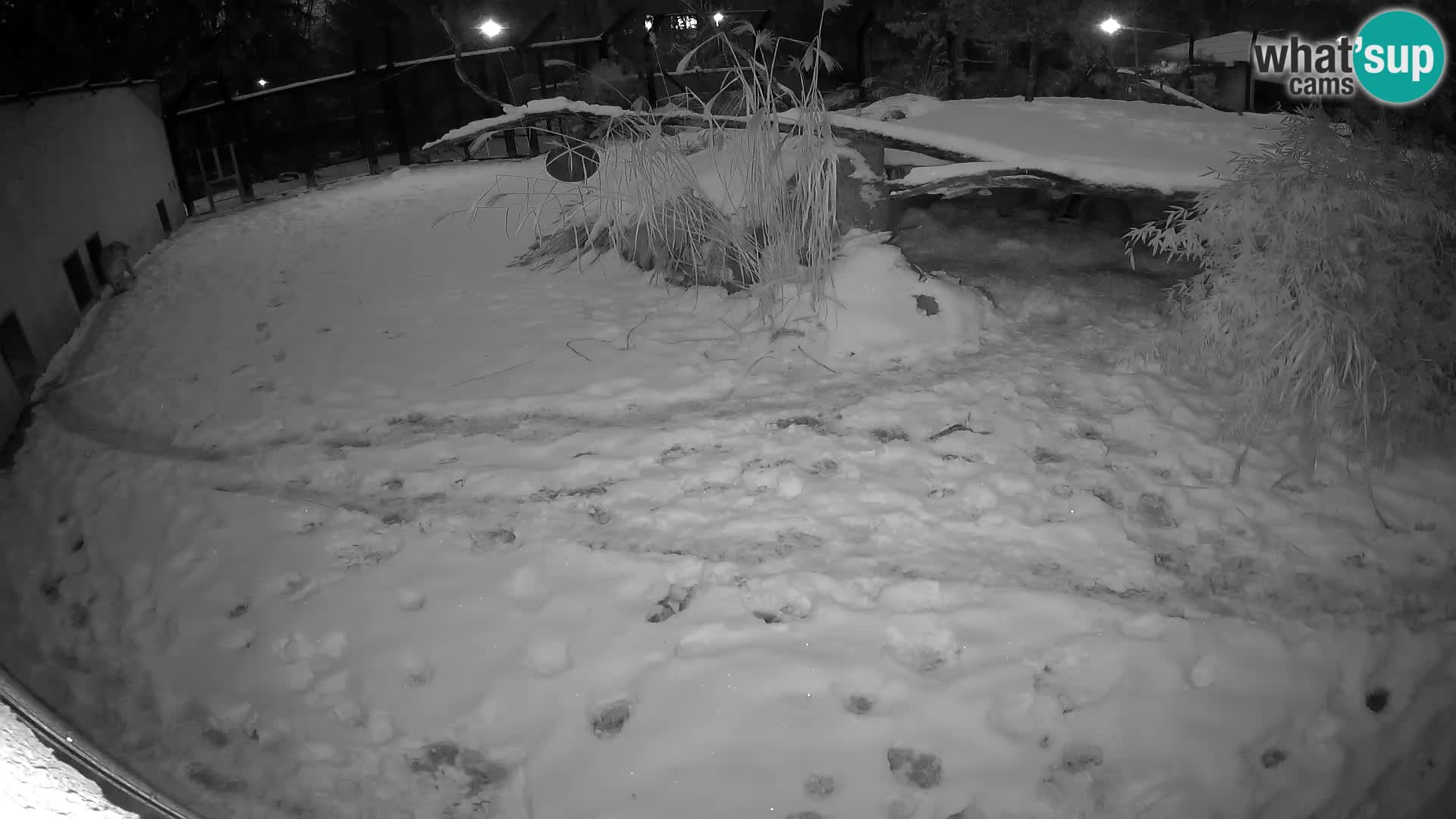 LEONE live Webcam nello zoo di Lubiana – Slovenia