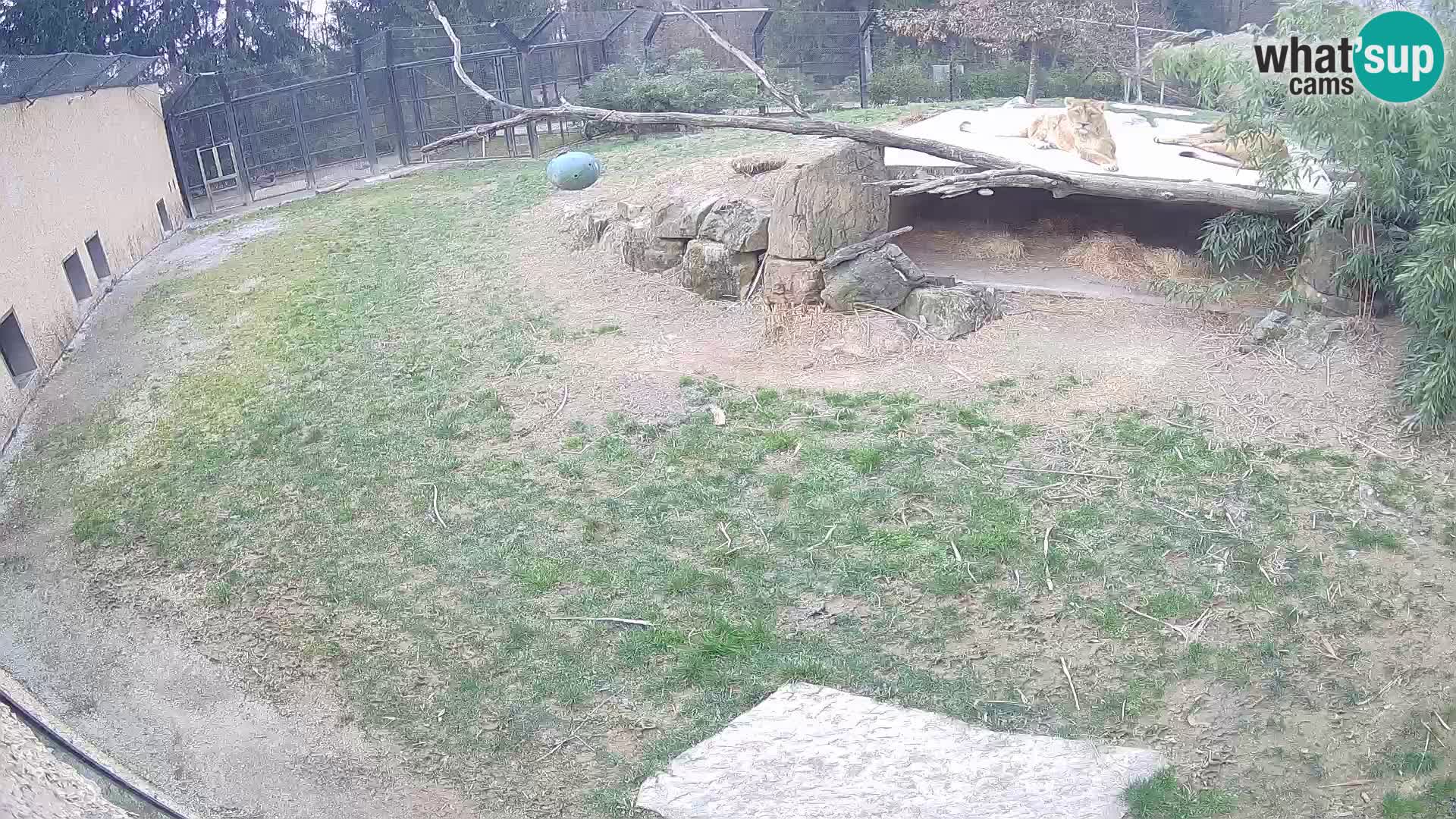 LION live Webcam in Ljubljana Zoo – Slovenia