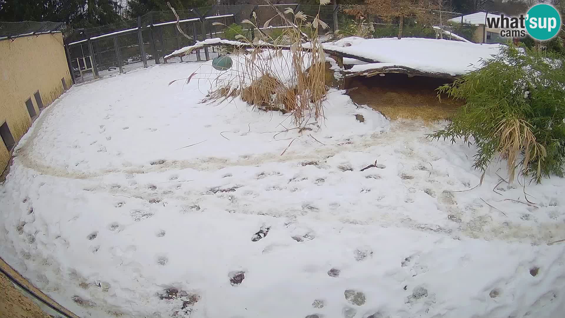 LEONE live Webcam nello zoo di Lubiana – Slovenia