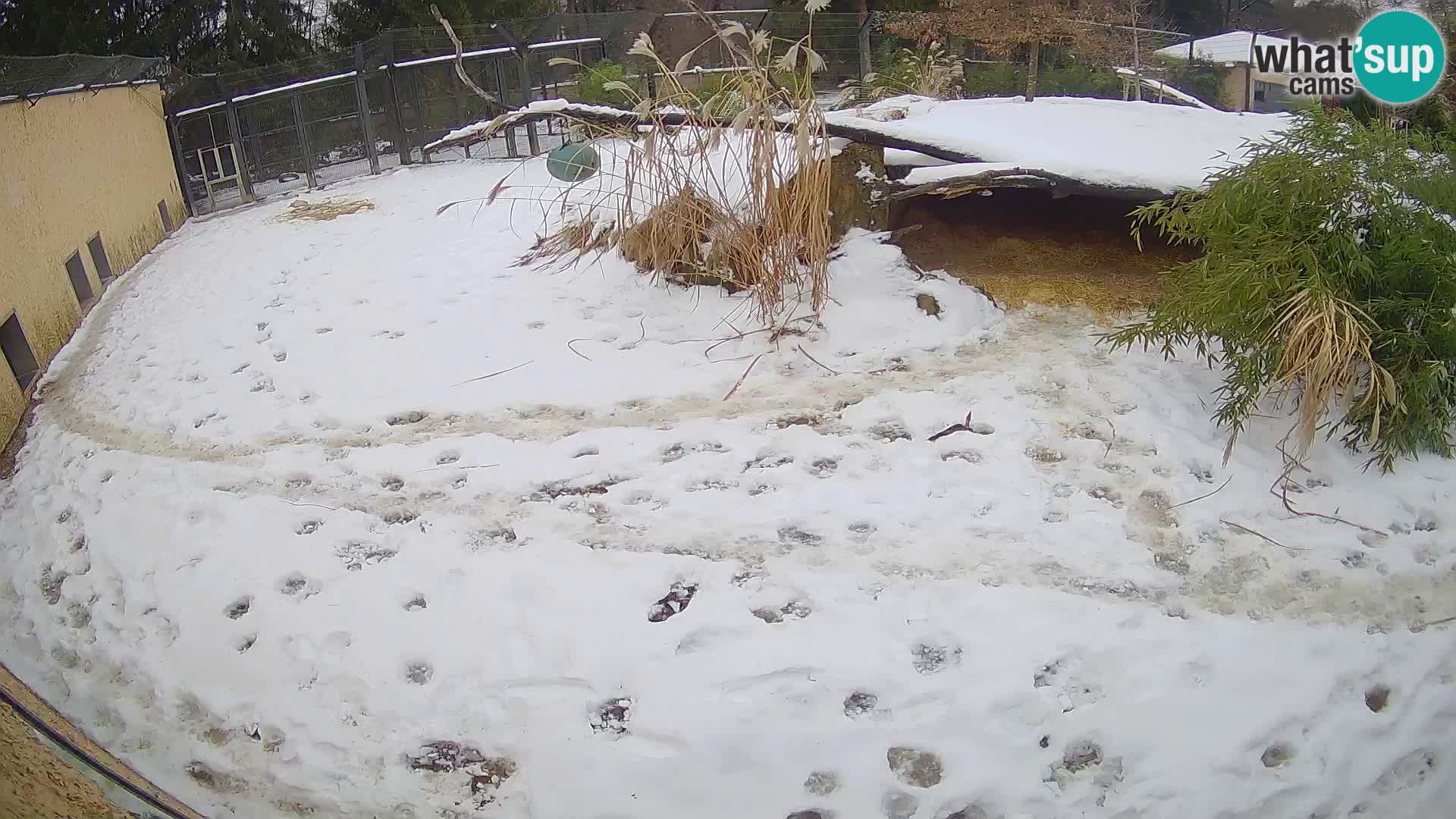 Löwe live Webcam im Zoo von Ljubljana – Slowenien