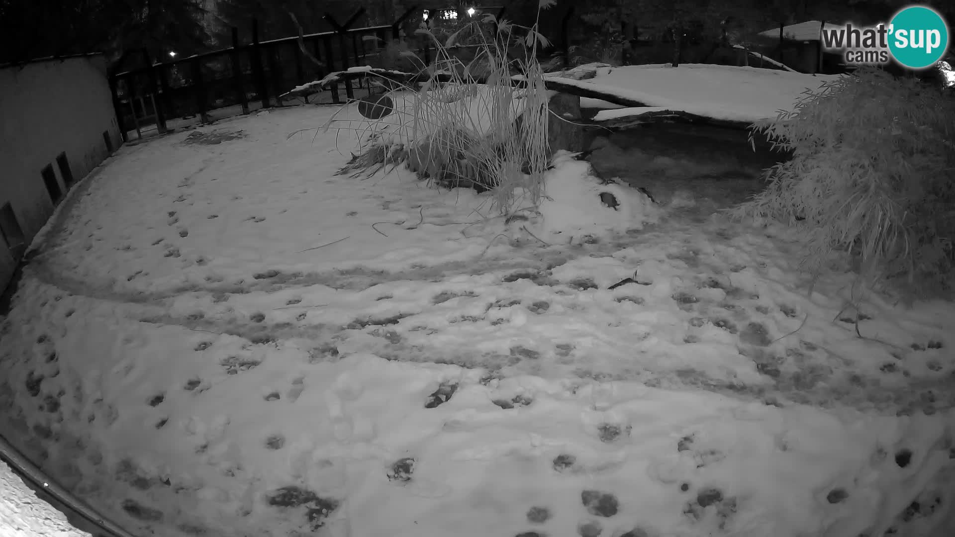 LEONE live Webcam nello zoo di Lubiana – Slovenia