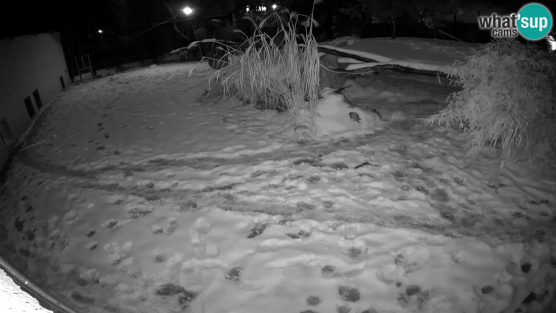 LION live Webcam in Ljubljana Zoo – Slovenia