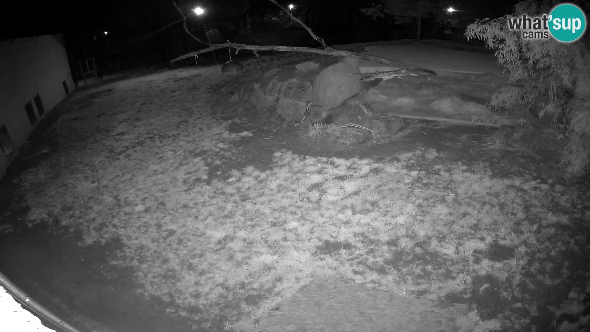 LION live Webcam in Ljubljana Zoo – Slovenia