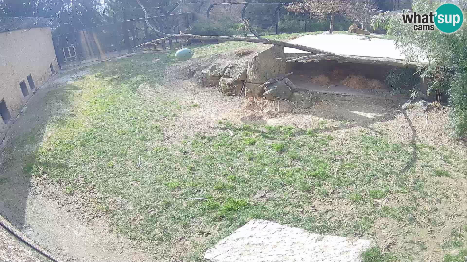 LEVI spletna kamera v živalskem vrtu Ljubljana Zoo