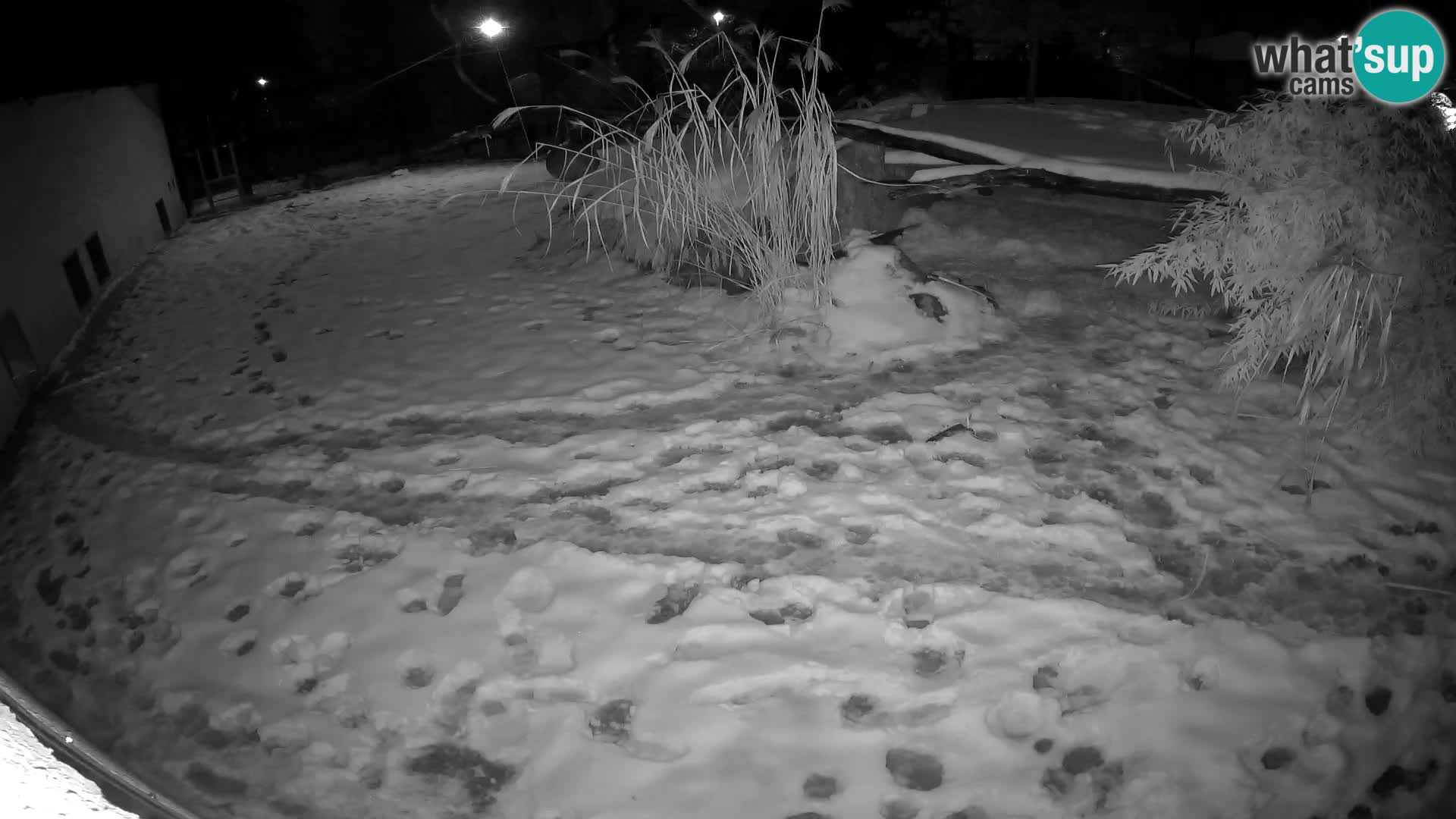 LION live Webcam in Ljubljana Zoo – Slovenia