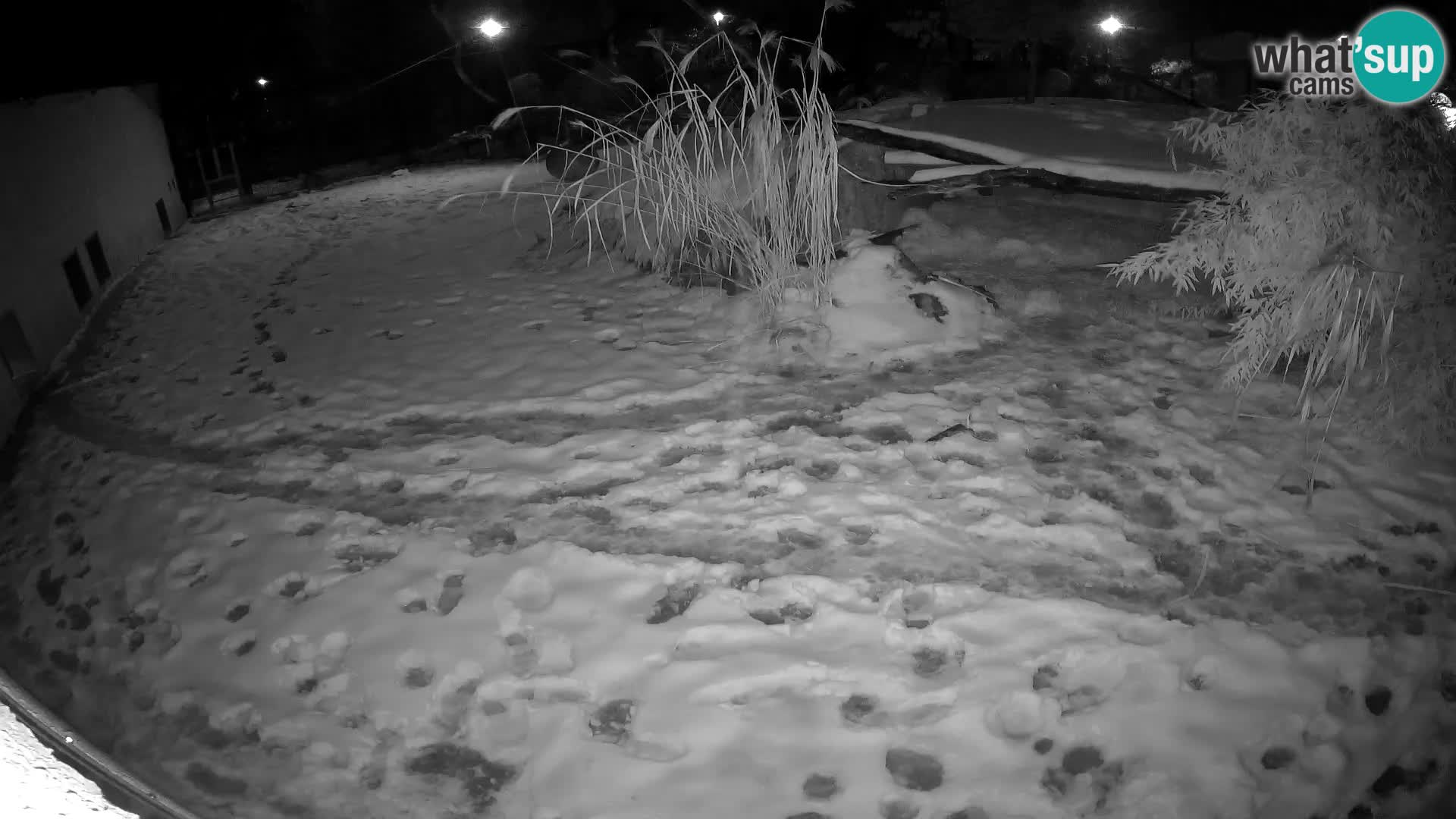 Löwe live Webcam im Zoo von Ljubljana – Slowenien