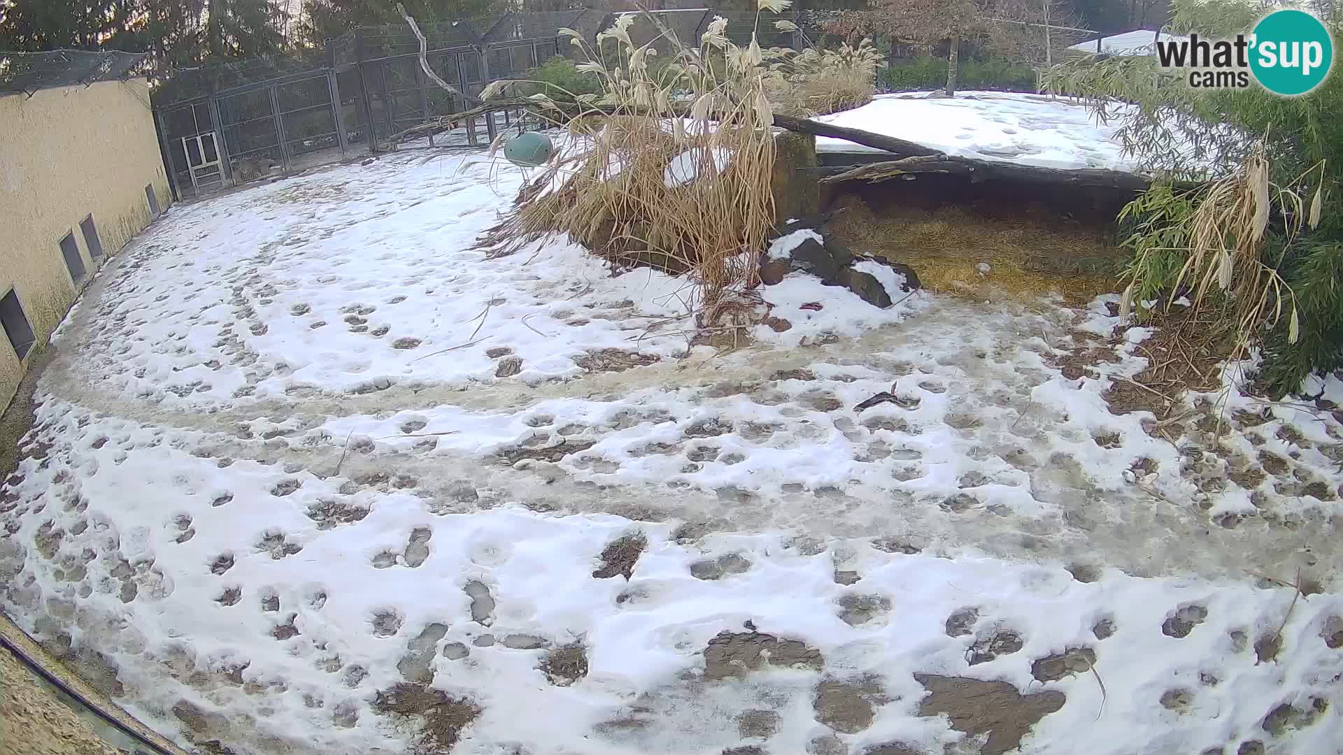 LEVI spletna kamera v živalskem vrtu Ljubljana Zoo