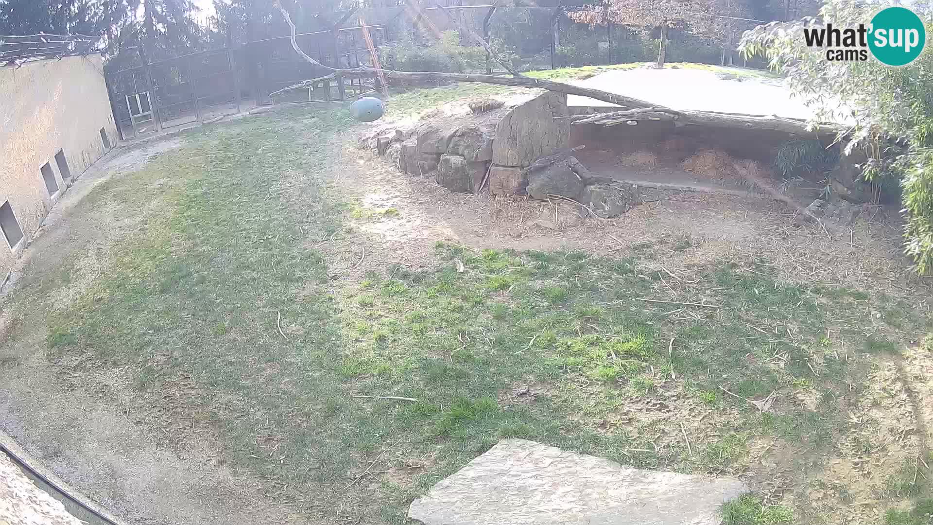 Lavovi web kamera uživo u ljubljanskom zoološkom vrtu – Slovenija