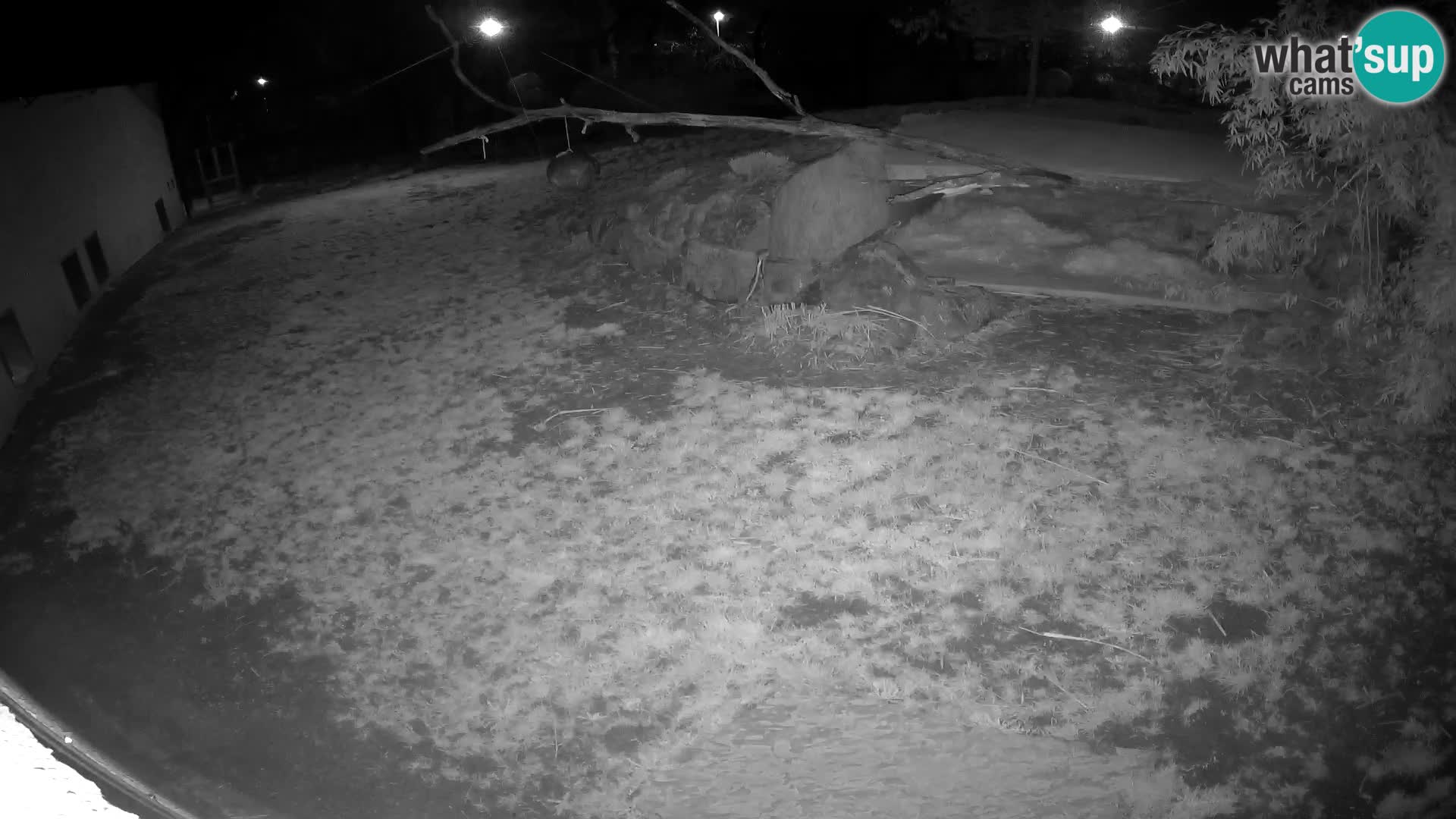 LEONE live Webcam nello zoo di Lubiana – Slovenia