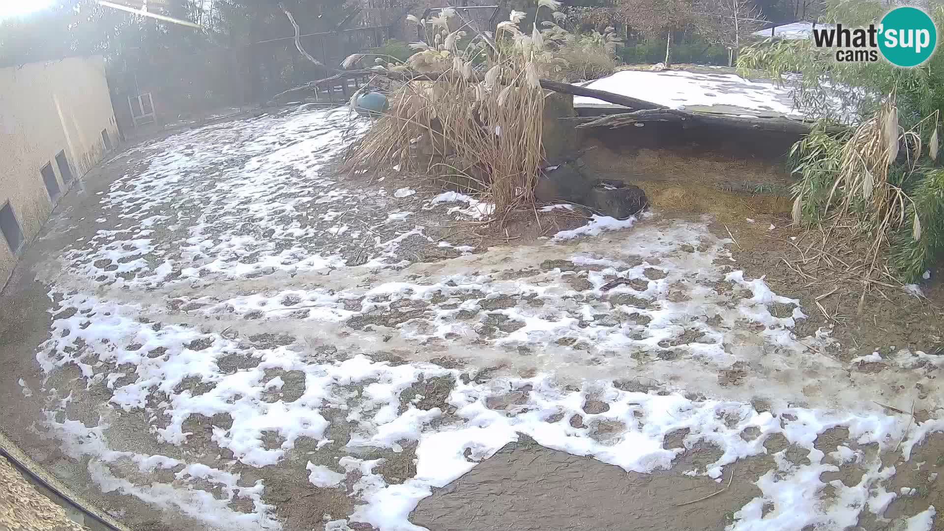 Löwe live Webcam im Zoo von Ljubljana – Slowenien