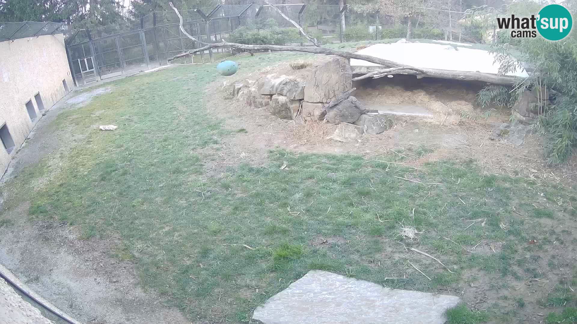 LEONE live Webcam nello zoo di Lubiana – Slovenia