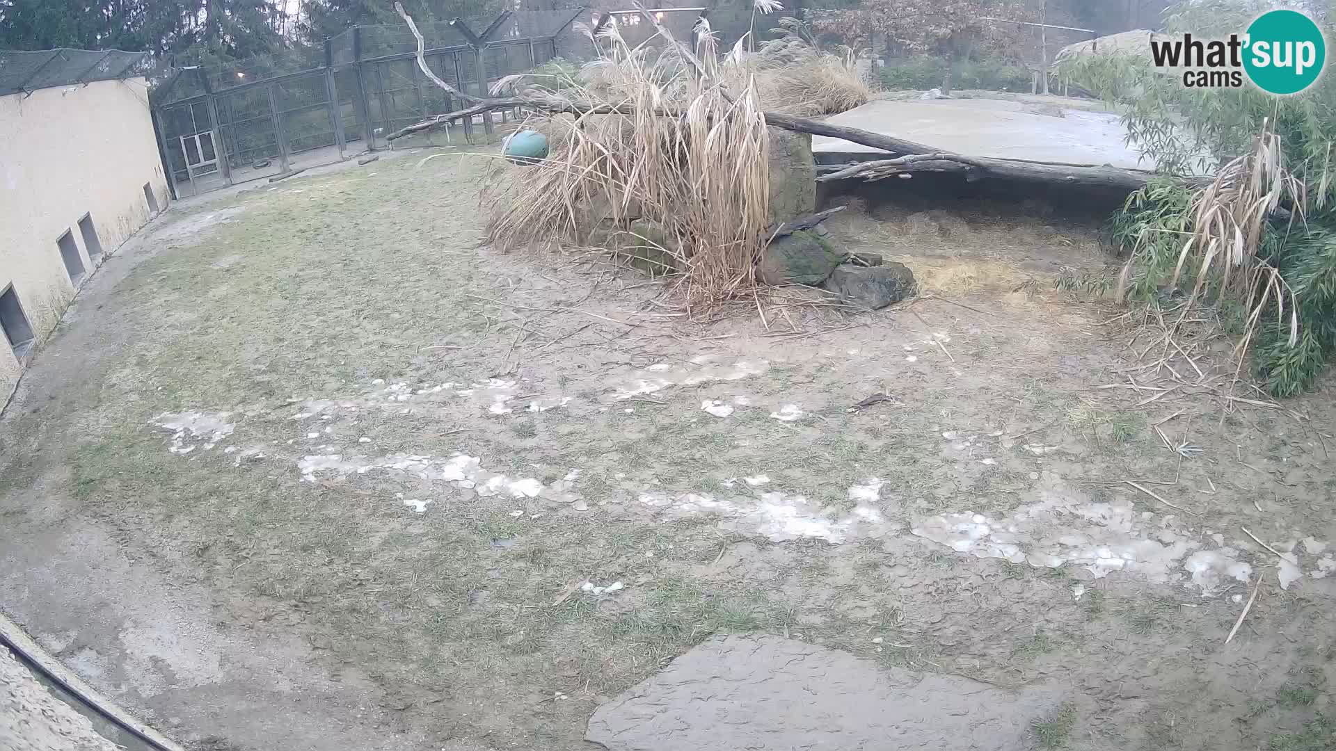 LION live Webcam in Ljubljana Zoo – Slovenia