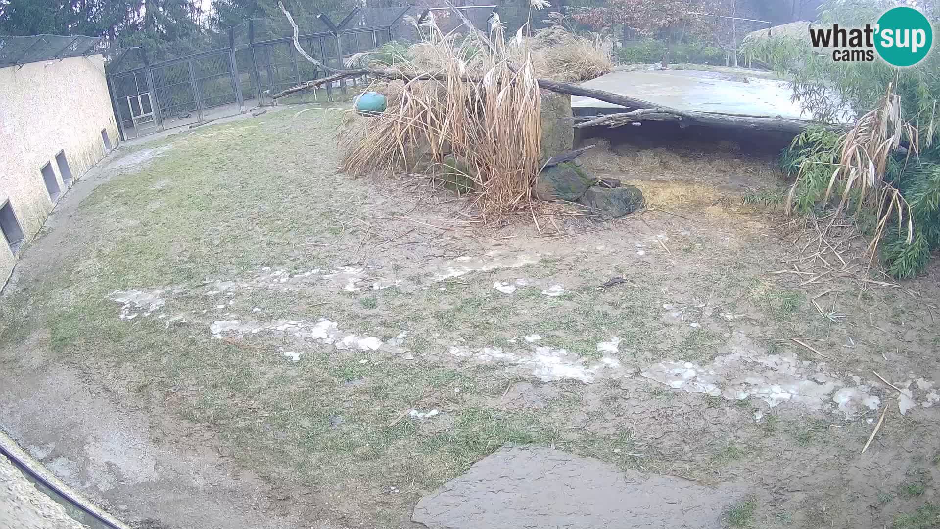LION live Webcam in Ljubljana Zoo – Slovenia