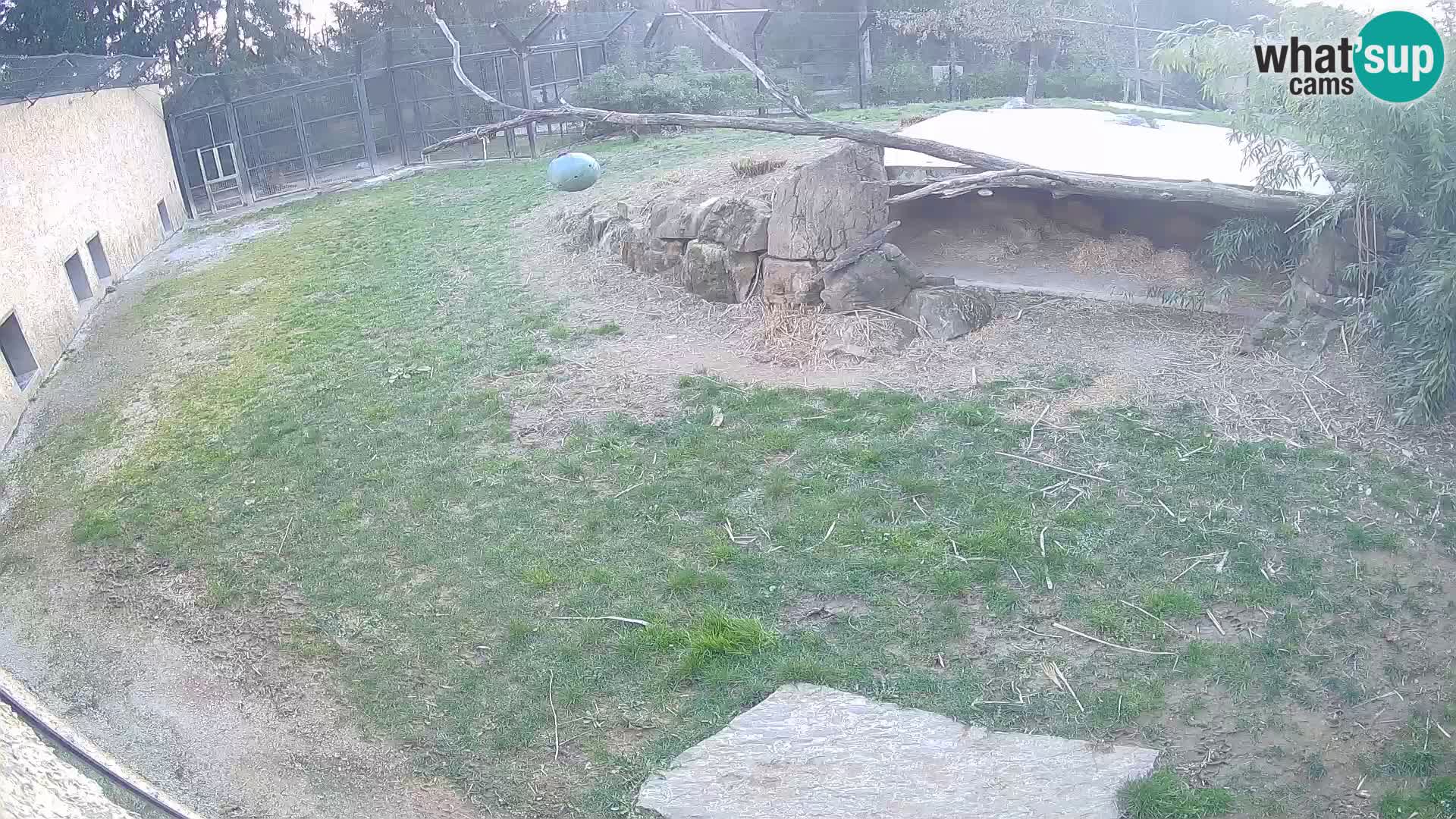 Löwe live Webcam im Zoo von Ljubljana – Slowenien