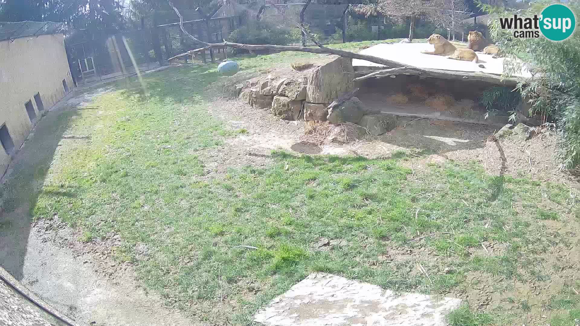 LEONE live Webcam nello zoo di Lubiana – Slovenia