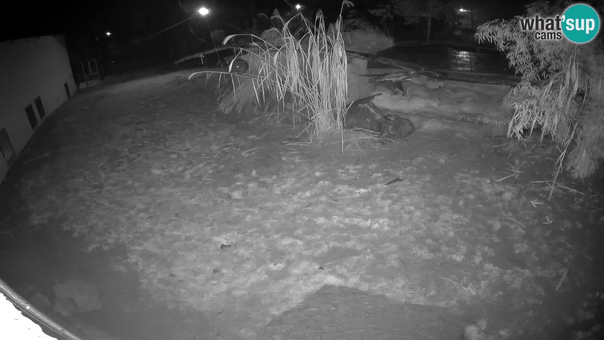 LION live Webcam in Ljubljana Zoo – Slovenia