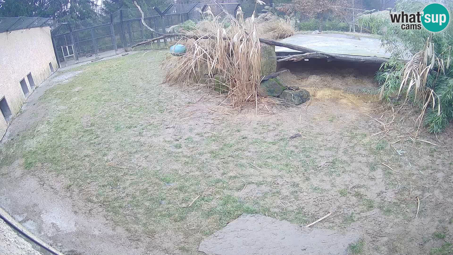 Lavovi web kamera uživo u ljubljanskom zoološkom vrtu – Slovenija